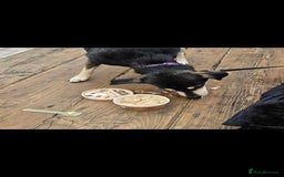 Mixed Breed dogs for sale: Polly 7 years old - Image 2