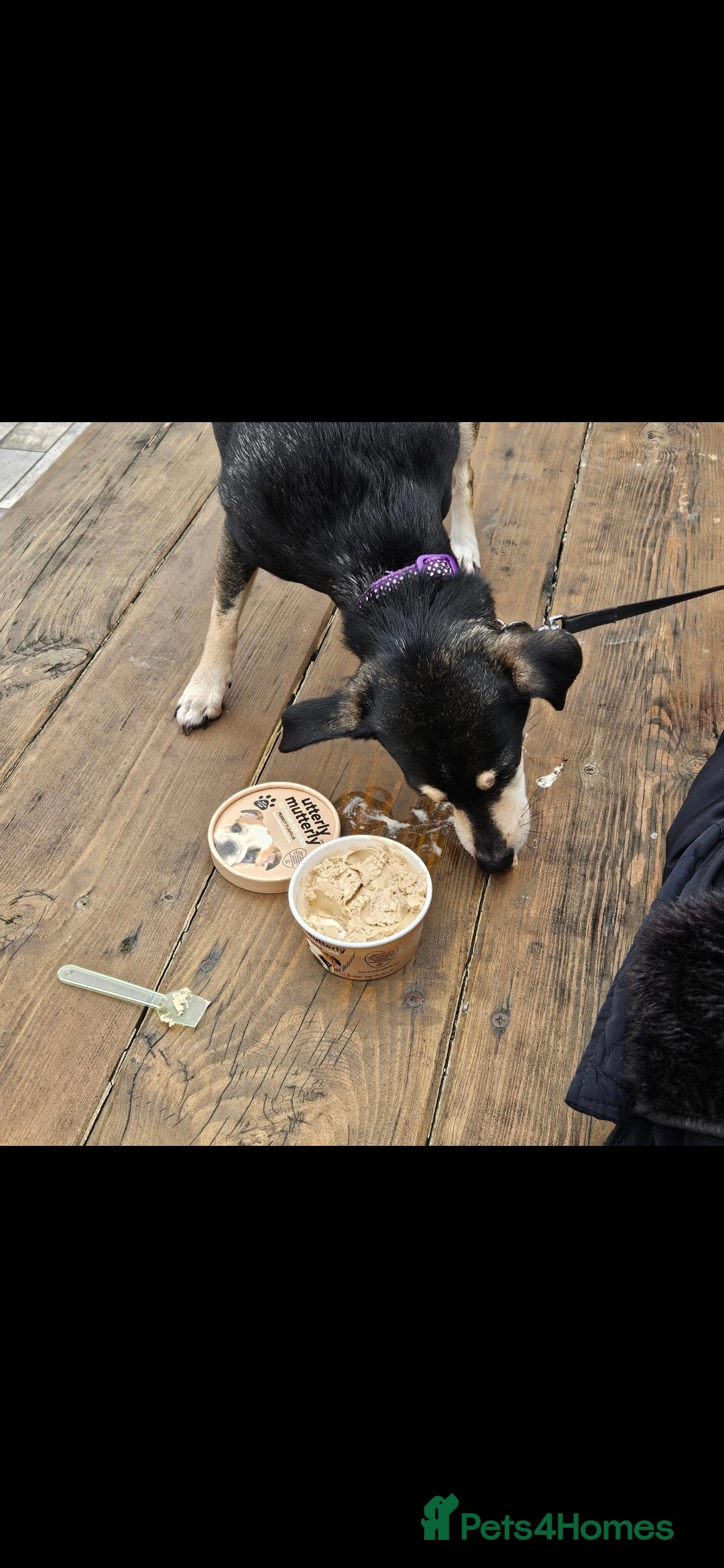 Mixed Breed dogs for sale: Polly 7 years old - Image 2