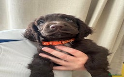 Sprocker dogs for sale: Stunning Sprocker Spaniel puppies  - Image 11