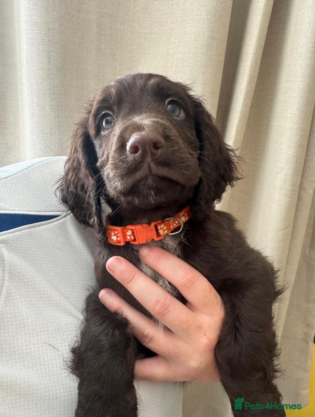 Sprocker dogs for sale: Stunning Sprocker Spaniel puppies  - Image 11
