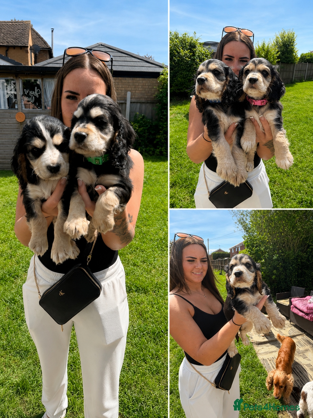 Cocker Spaniel dogs Show cocker spaniels 🚨READY in 7 DAYS🚨 - Advert 10