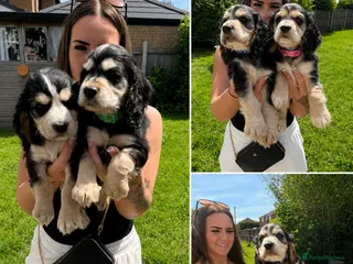 Cocker Spaniel dogs Show cocker spaniels 🚨READY in 7 DAYS🚨 - Advert 10