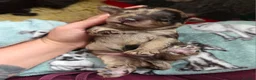 Cockapoo dogs for sale: Multigen Chocolate Merle Cockapoo Puppies - Advert 28