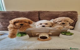 Poochon dogs for sale: 🧸poochon puppies 🧸 - Image 3