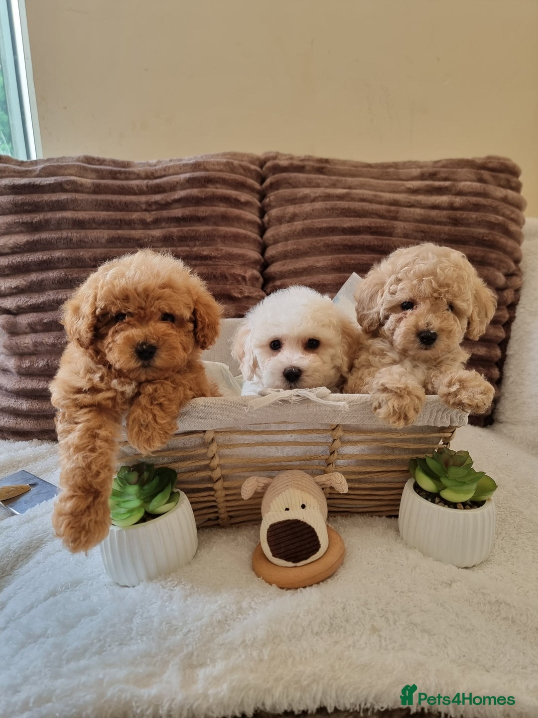 Poochon dogs for sale: 🧸poochon puppies 🧸 - Image 3