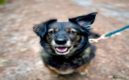 Mixed Breed dogs for adoption: Meet Shanti - Image 3