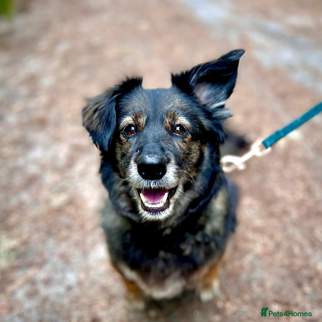 Mixed Breed dogs for adoption: Meet Shanti - Image 3