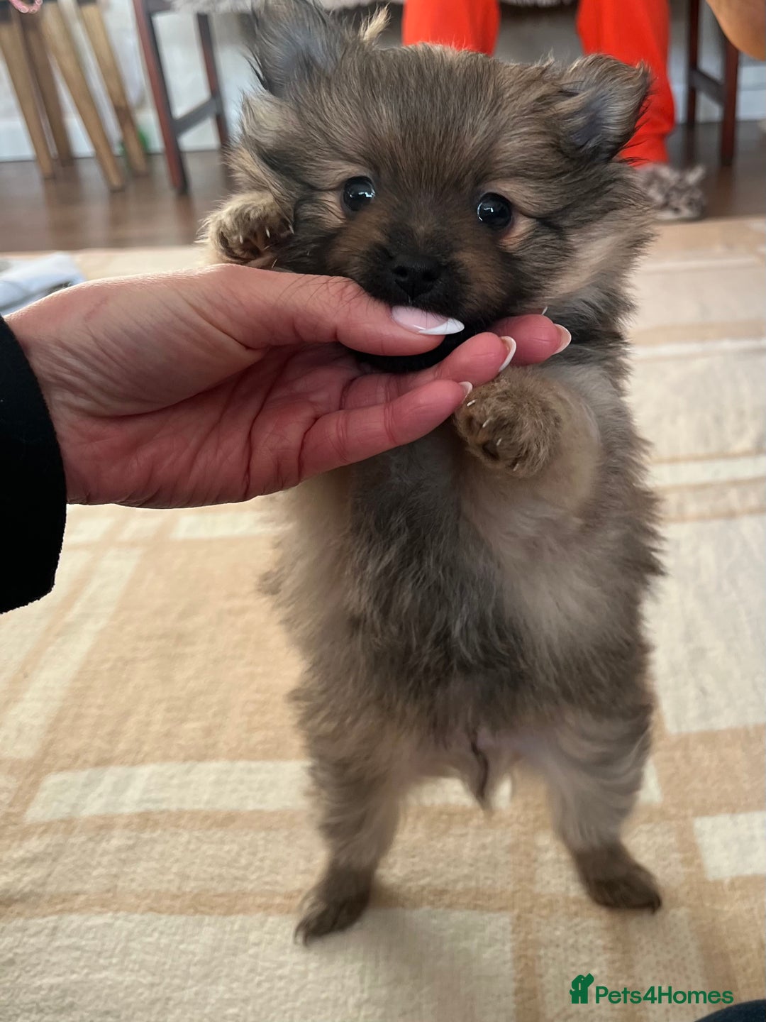 Pomeranian dogs for sale: Pomeranian pups - Advert 6