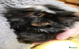 Guinea Pig rodents for sale: Female Guinea Pig - Image 3