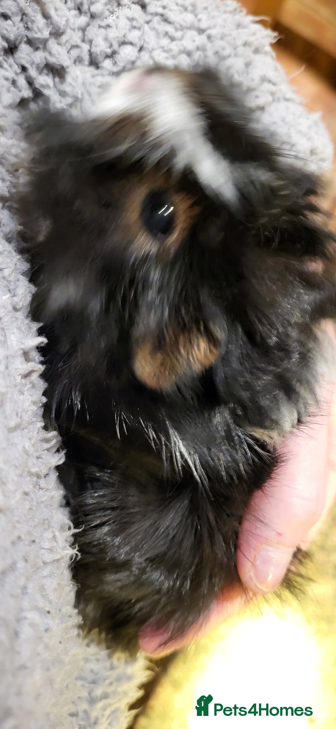 Guinea Pig rodents for sale: Female Guinea Pig - Image 3