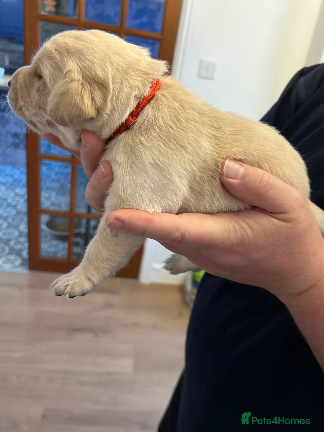 Labrador Retriever dogs for sale: Adorable Labrador  - Advert 8