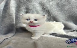 Ragdoll cats for sale: Beautiful Blue Tabby Ragdoll Fur Babies  - Image 2