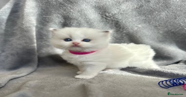 Ragdoll cats - Advert 13
