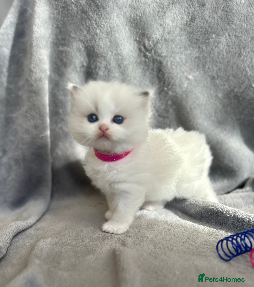 Ragdoll cats for sale: Beautiful Blue Tabby Ragdoll Fur Babies  - Image 2