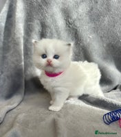 Ragdoll cats - Advert 4