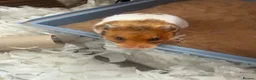 Hamster rodents for sale: Syrian hamster free to a good home  - Advert 8
