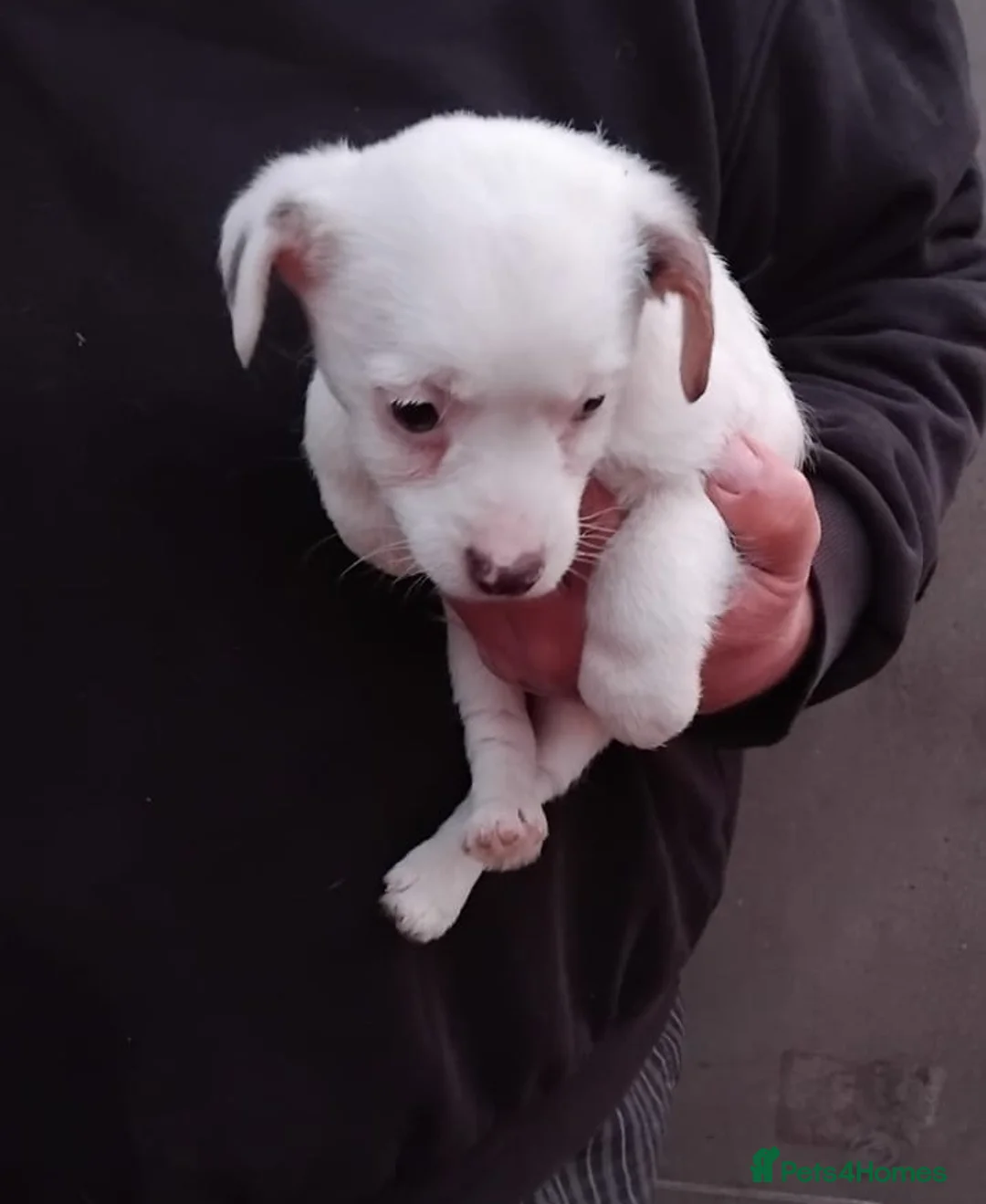 Jack Russell dogs for sale: Jack Russell  - Advert 11