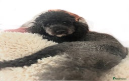 Cavapoo dogs for sale:  Stunning F1b girl cavapoo puppies,rare tri colour - Image 5