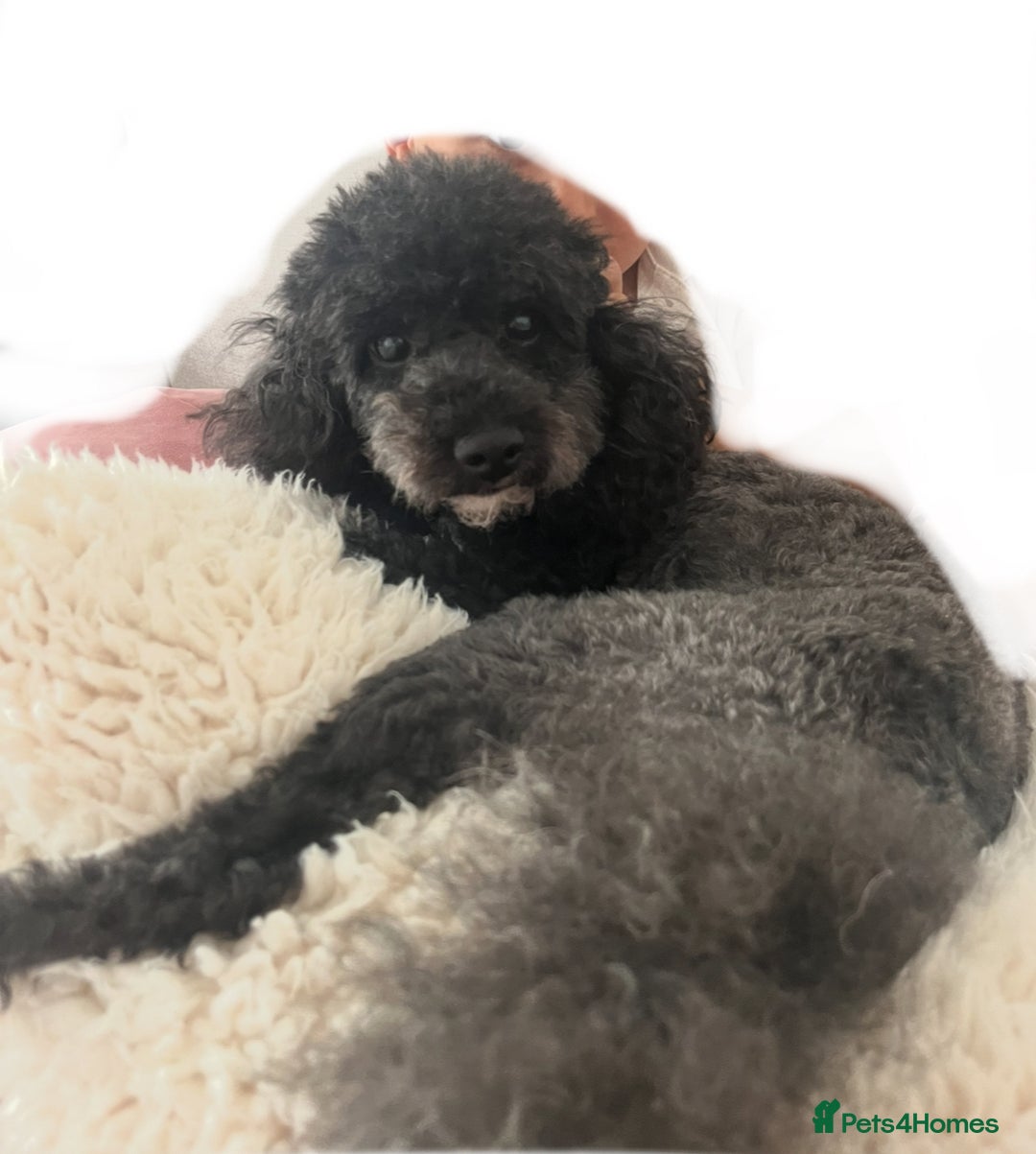 Cavapoo dogs for sale:  Stunning F1b girl cavapoo puppies,rare tri colour - Image 5
