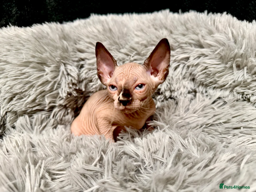 Sphynx cats for sale: TICA Reg Sphynx Kittens, Extensive Genetic Testing - Advert 11