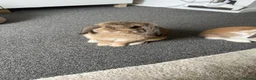 Mini Lop rabbits for sale: Male & Female Mini Lops in Hull - Advert 11