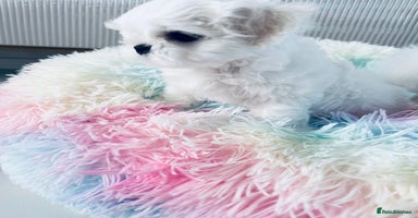 Maltese dogs - Advert 2