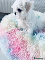 Maltese dogs - Advert 2