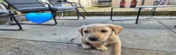 Labradoodle dogs for sale: Labradoodle pups for sale  - Advert 14