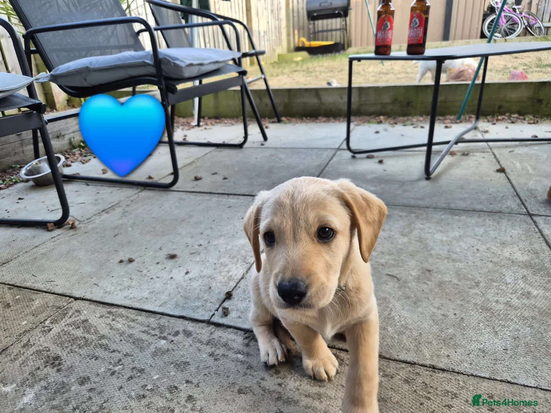 Labradoodle dogs for sale: Labradoodle pups for sale  - Advert 14