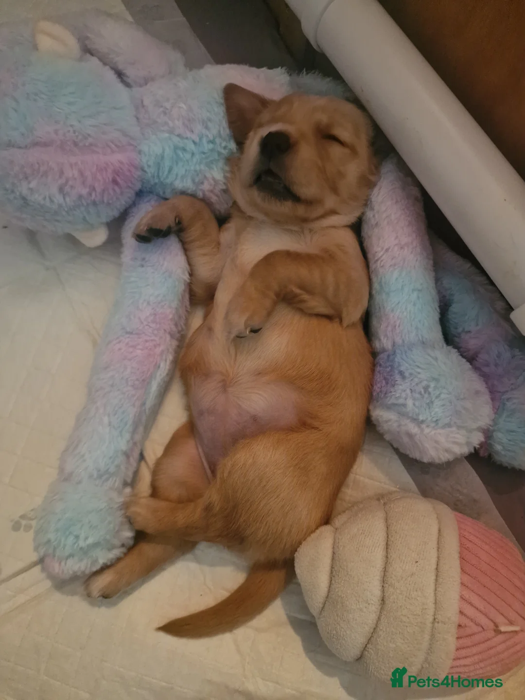 Golden Retriever dogs for sale: Beautiful KC-Registered Golden Retriever Puppies - Advert 3