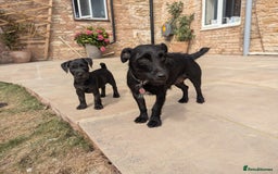 Patterdale Terrier dogs for sale: Patterdale Terrier Puppy - Image 3