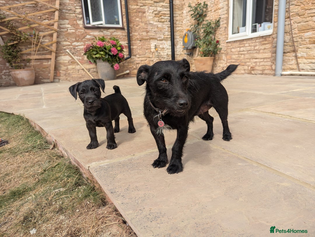 Patterdale Terrier dogs for sale: Patterdale Terrier Puppy - Image 3