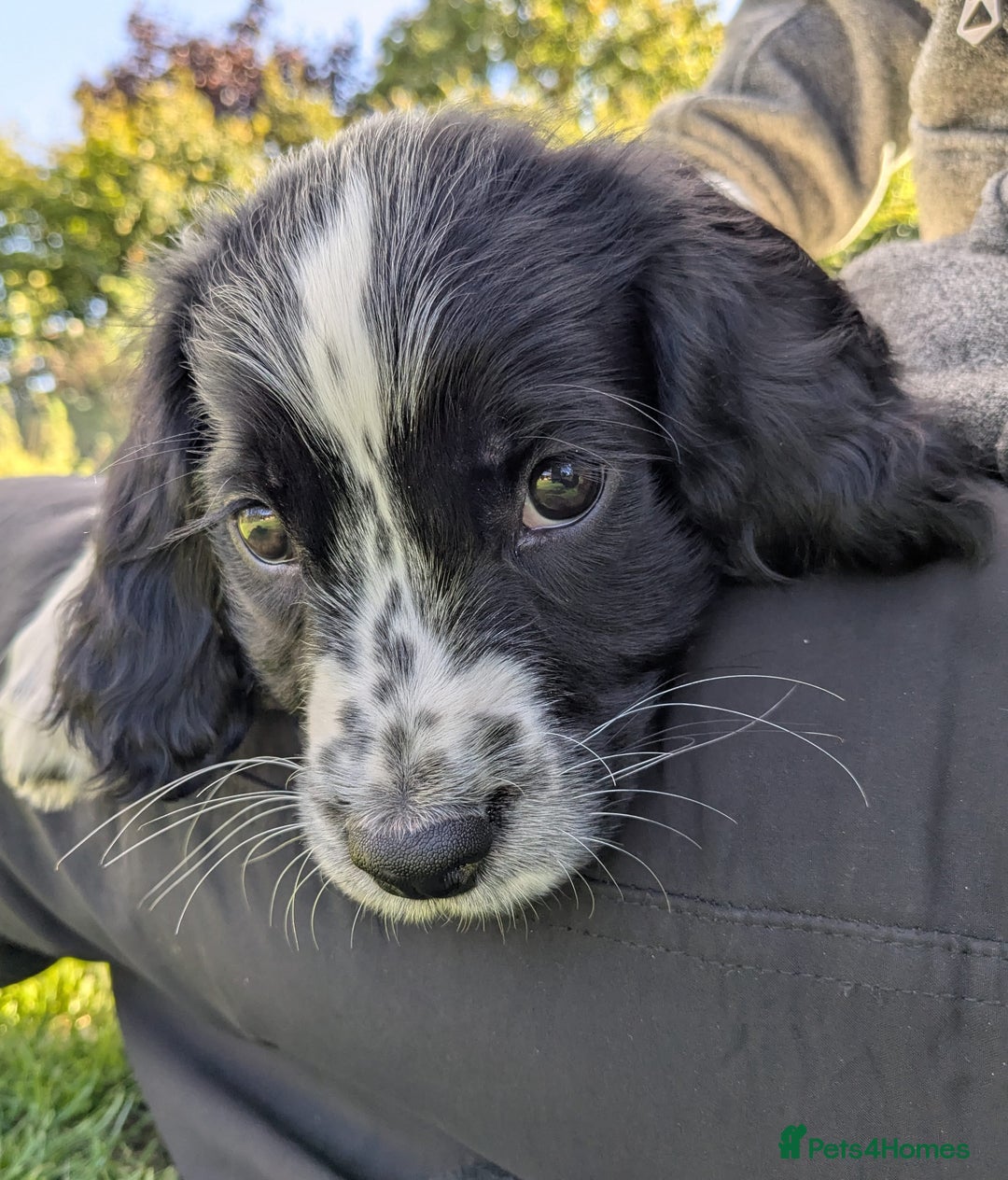 English Springer Spaniel dogs for sale: Speckled boy,playful & kind natured,HEALTH TESTED - Image 4