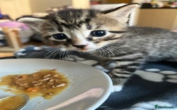 Mixed Breed cats for sale: 3 beautiful 1/4 bengal 1/4 flame nose kittens - Image 4