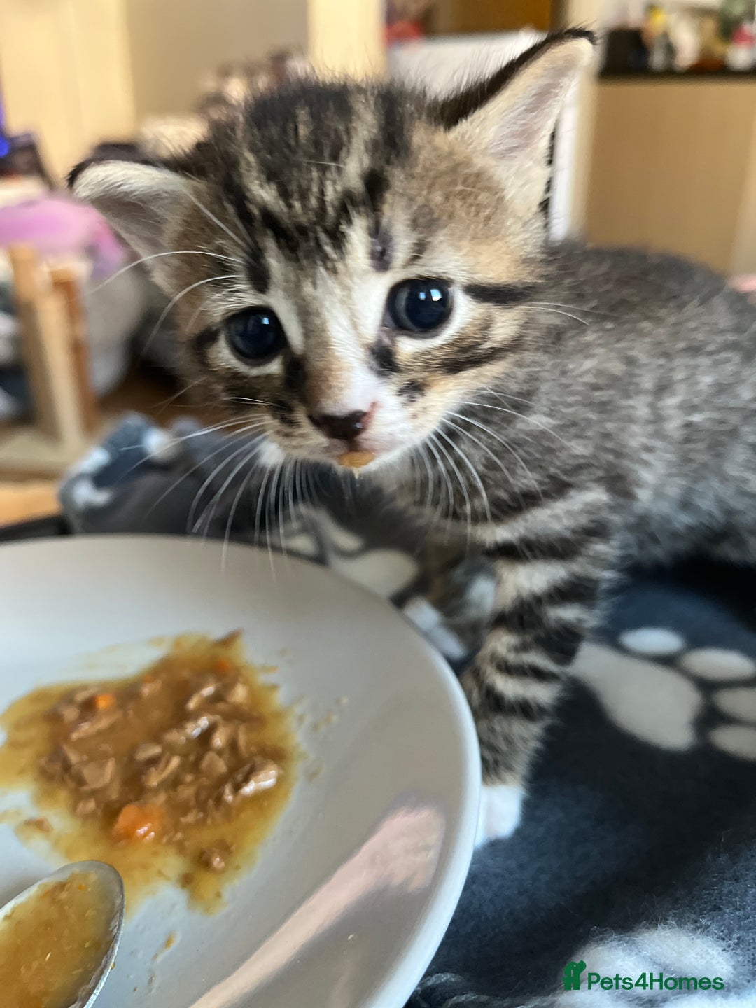 Mixed Breed cats for sale: 3 beautiful 1/4 bengal 1/4 flame nose kittens - Image 4