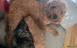 Cockapoo dogs for sale: F2 Cockapoo puppies for sale  - Image 30