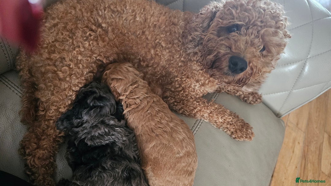 Cockapoo dogs for sale: F2 Cockapoo puppies for sale  - Image 30
