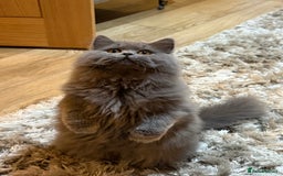 British Shorthair cats for sale: Beautiful British longhair female - Image 4