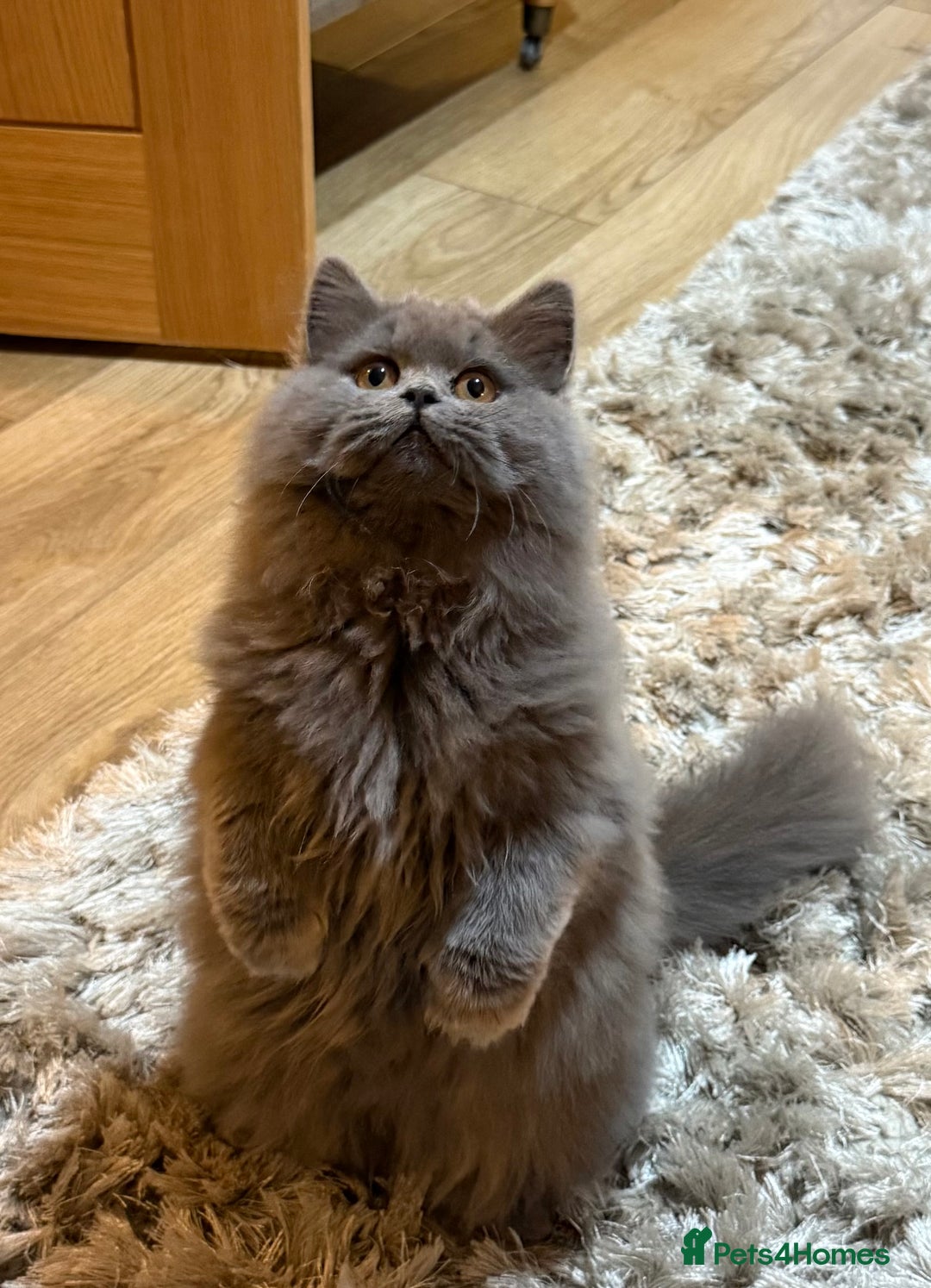 British Shorthair cats for sale: Beautiful British longhair female - Image 4