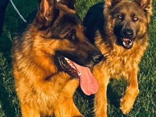 German Shepherd dogs German Shepard puppies - Advert 5