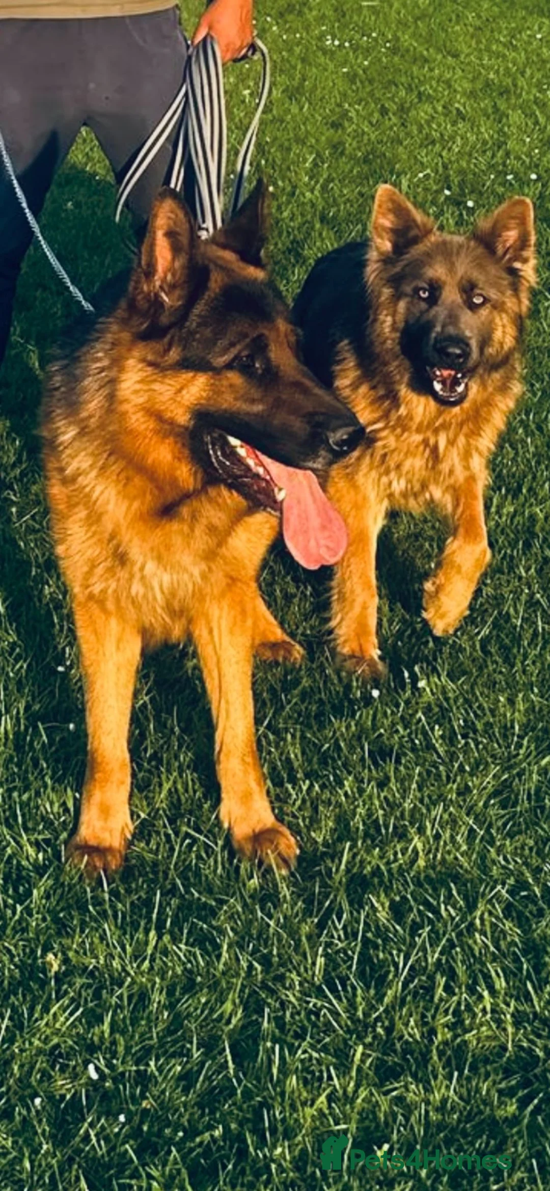 German Shepherd dogs for sale: German Shepard puppies  - Advert 9