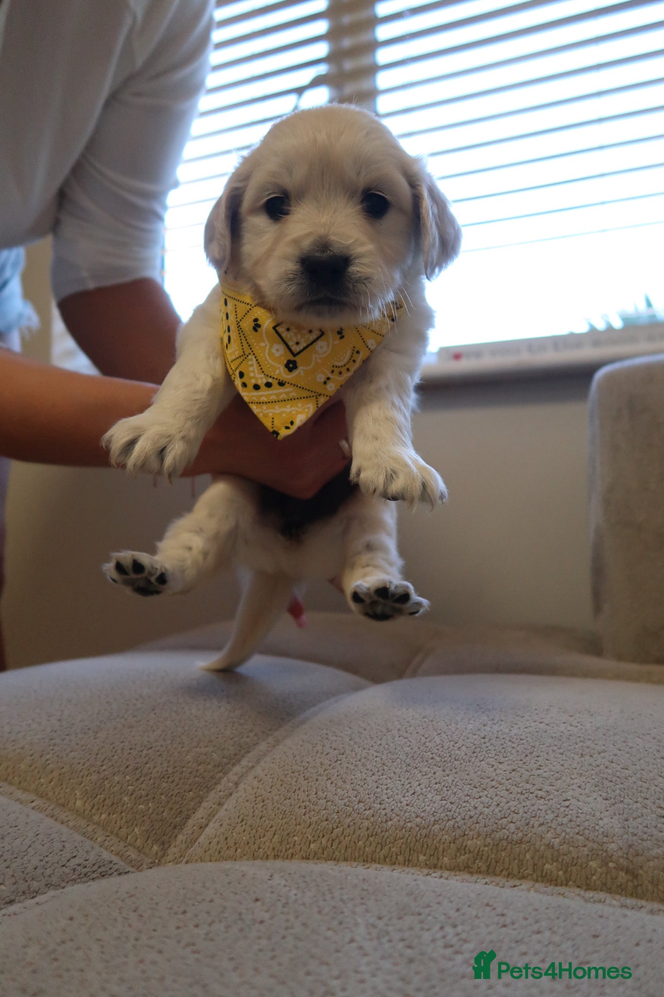 Golden Retriever dogs for sale: Pure bread puppies - Advert 7