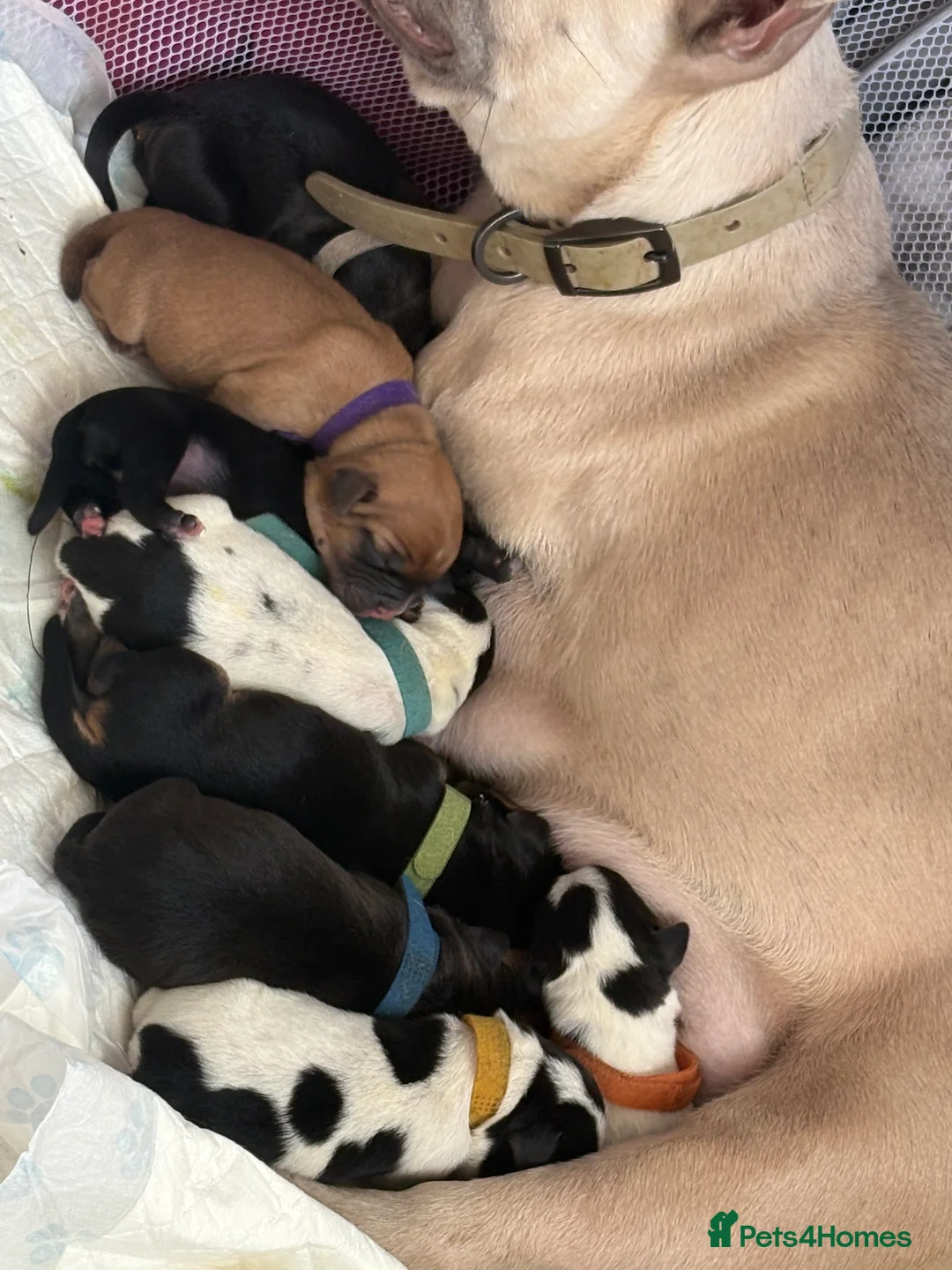 Mixed Breed dogs for sale: 8 beautiful frenchie cross cocker spaniels  in Blackpool - Advert 2