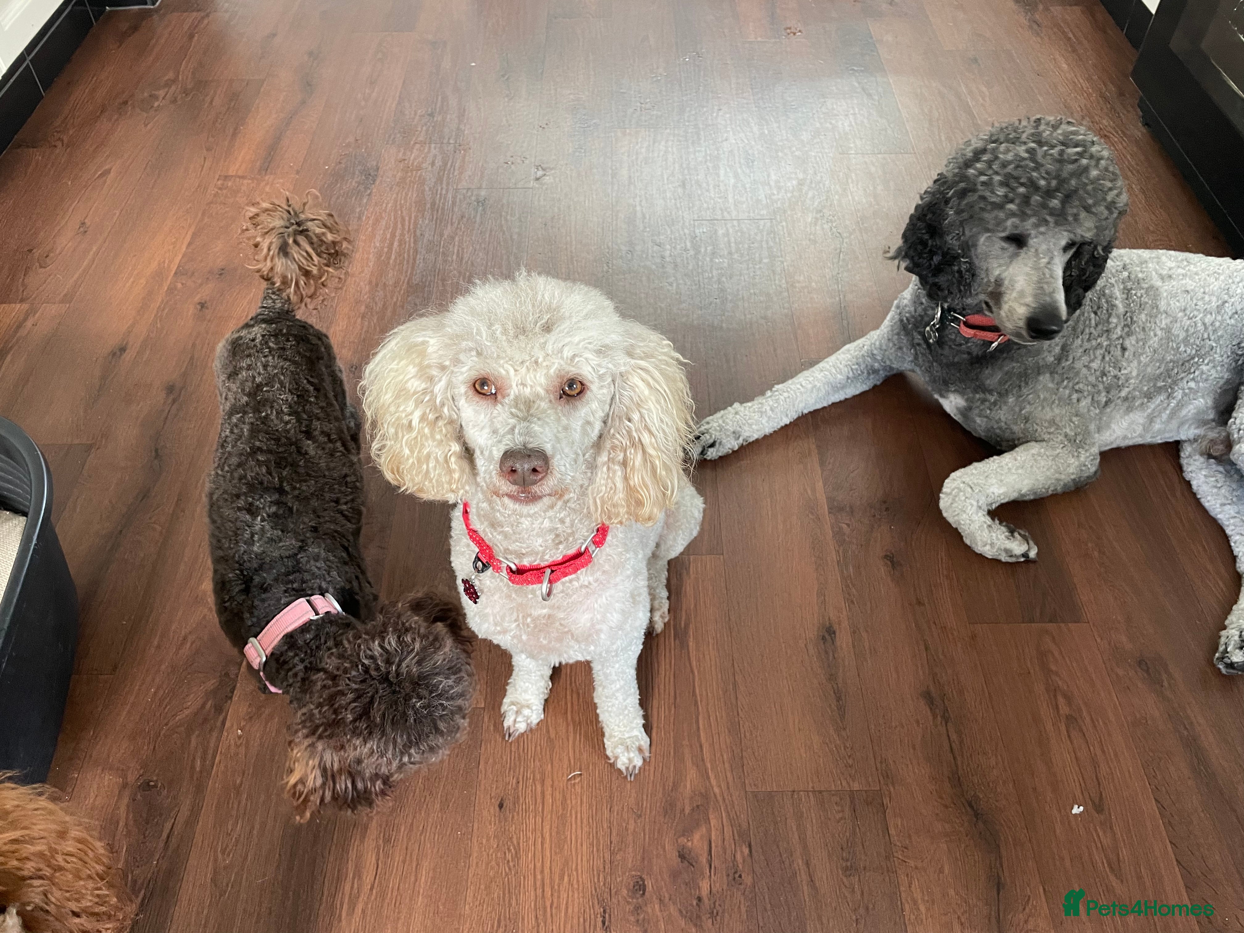 Miniature Poodle dogs Kc miniature poodle  in Wakefield - Advert 22