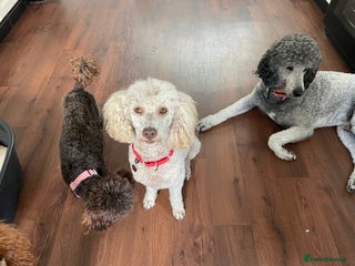 Miniature Poodle dogs Kc miniature poodle in Wakefield - Advert 3