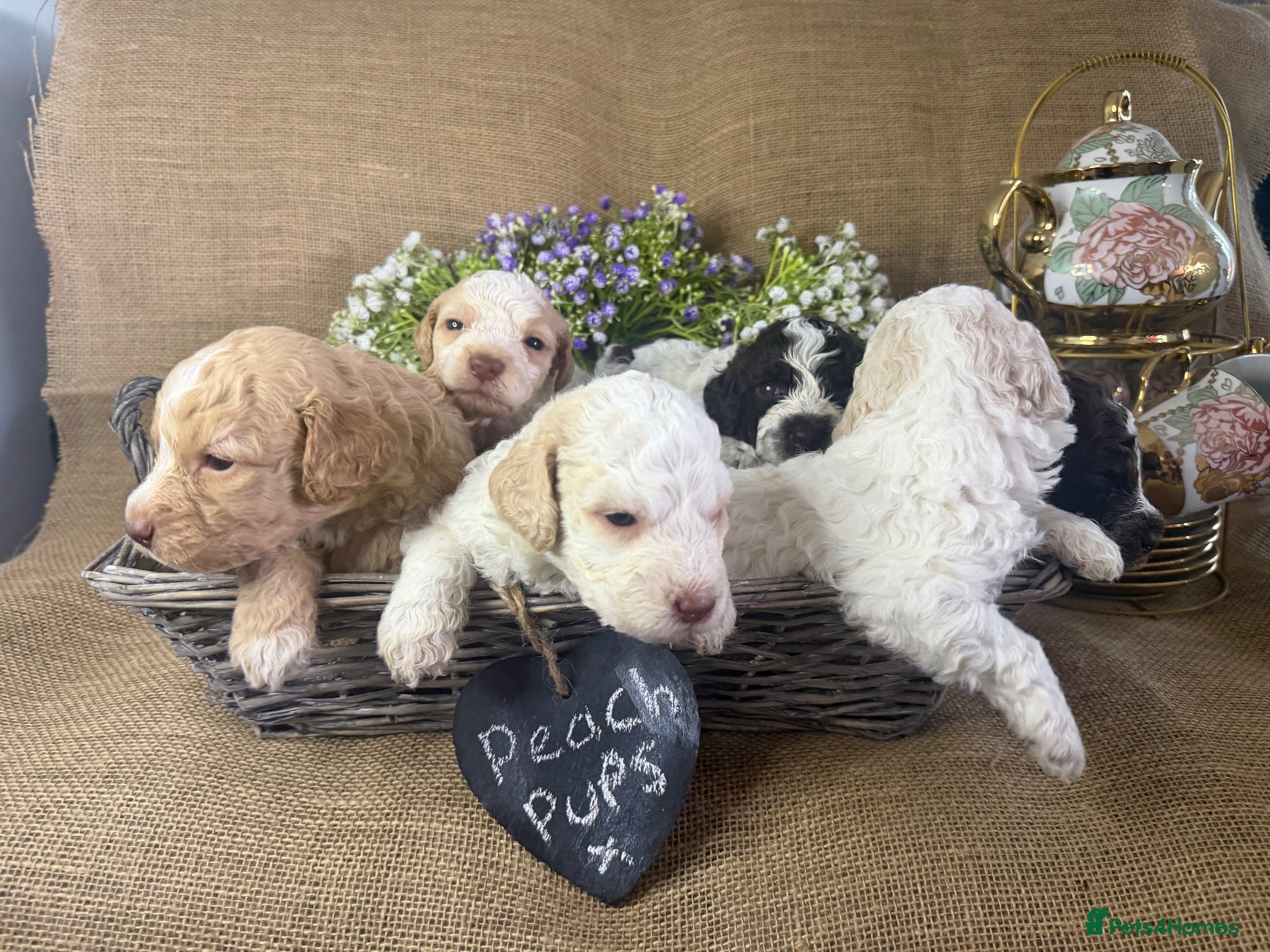 Lagotto Romagnolo dogs Cuteness overload Lagotto Romangnolo Puppies  - Advert 2