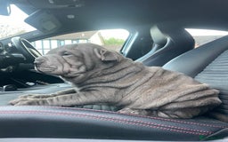 Shar Pei dogs for sale: Shar Pei Puppies  - Image 19