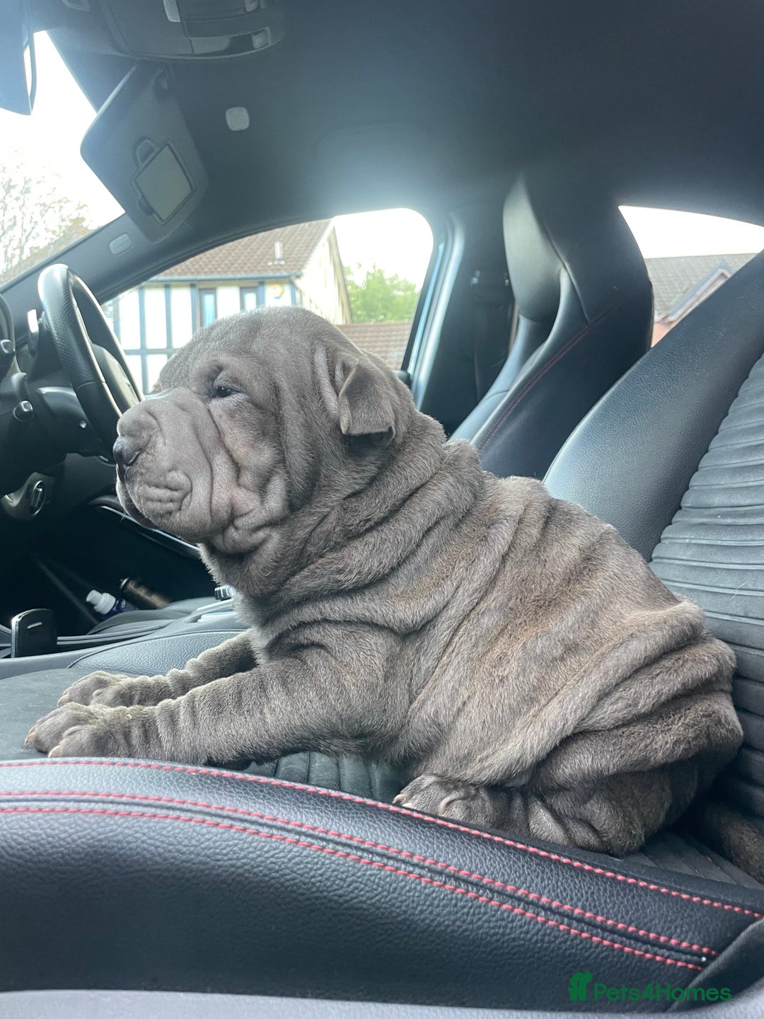 Shar Pei dogs for sale: Shar Pei Puppies  - Image 19
