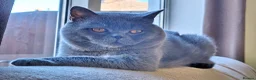 British Shorthair cats for sale: Stunning Rare Colours British Shorthair Kittens - Advert 27