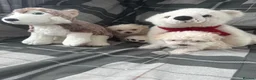 Maltipoo dogs for sale: F1 stunning Asian Maltipoo cream tiny puppies  - Advert 6